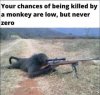 monkey.JPG