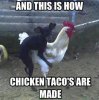 Chicken-Memes-chicken-tacos.jpeg