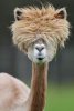 cute-funny-alpacas-1-58c6484c5e930__605.jpg