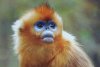 GOLDEN-SNUB-NOSED-MONKEY.jpg