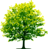 Full-Green-Tree.png