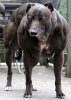 10-Best-Muscular-Dog-Breeds-in-the-World-8.jpg