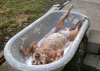 dog-bath-in-tub.jpg