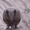 armadillo ball.gif