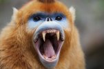 Golden-Snub-Nosed-Monkey-1.jpg