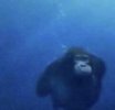 Water_Monke_-_Searching_For_The_Sea_Banana.jpg