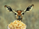 popcorn_antelope.gif