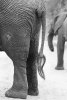 88219032-side-on-view-of-an-african-elephant-rear-and-tail-in-artistic-conversion.jpg