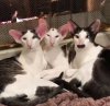 oriental-shorthair-siblings.jpg