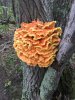 chicken of the woods.JPG