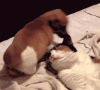 giphy (18).gif