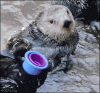 Otter-stacking-cups.gif