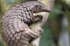 SL91 white-bellied pangolin male juvenile_(c) Sangha Pangolin Project 1600wide.jpg